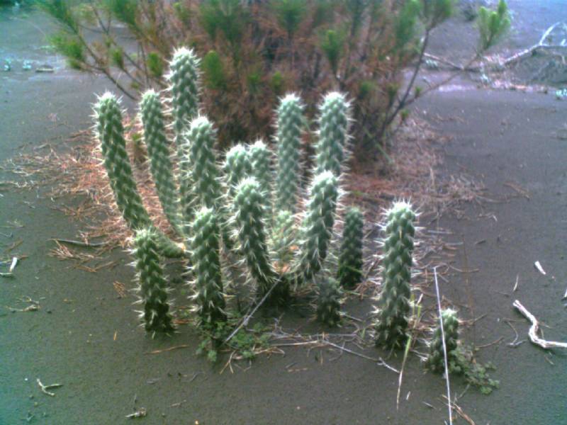 Foto: Cactus en el Desierto de Palmira