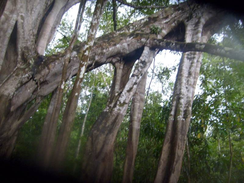 Foto: Lianas de la selva