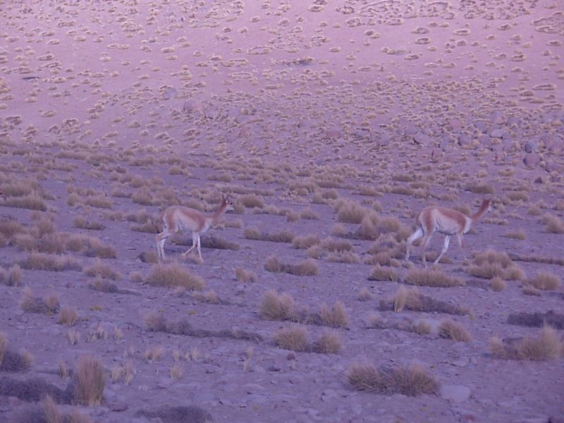 Foto: vicuñas
