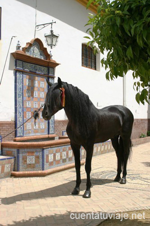 Caballos de Écija