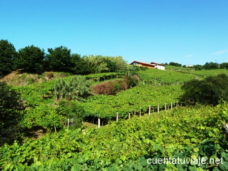 Viñedos en Getaria