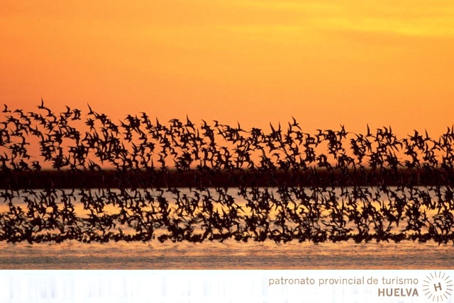 Doñana, Huelva.