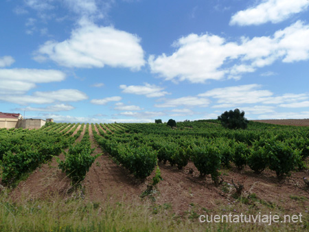 Viñedos en Nájera.