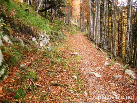 Selva de Irati (Navarra)