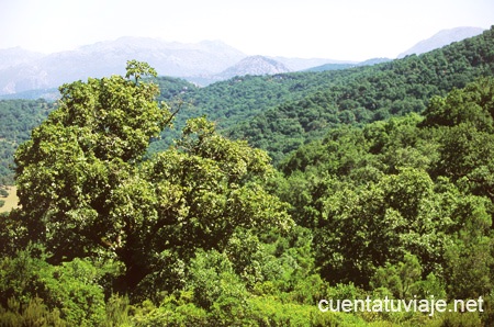 Parque Natural de los Alcornocales, Ronda