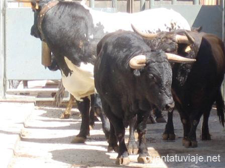 Entrada de Toros y Caballos. Segorbe.