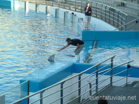 Delfinario. L´Oceanogràfic, Valencia.