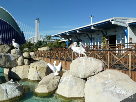 L´Oceanogràfic, Valencia.