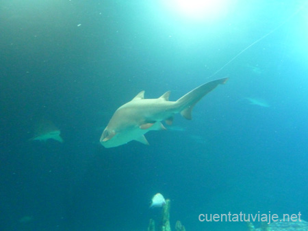 L´Oceanogràfic, Valencia.