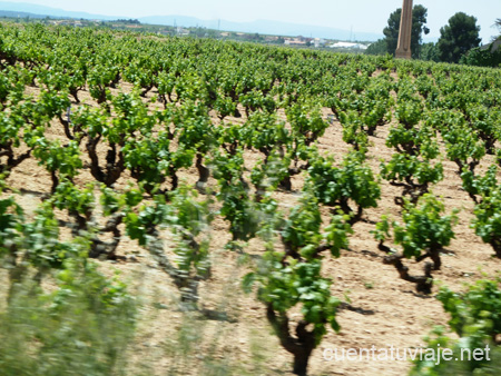 Viñedos en Requena