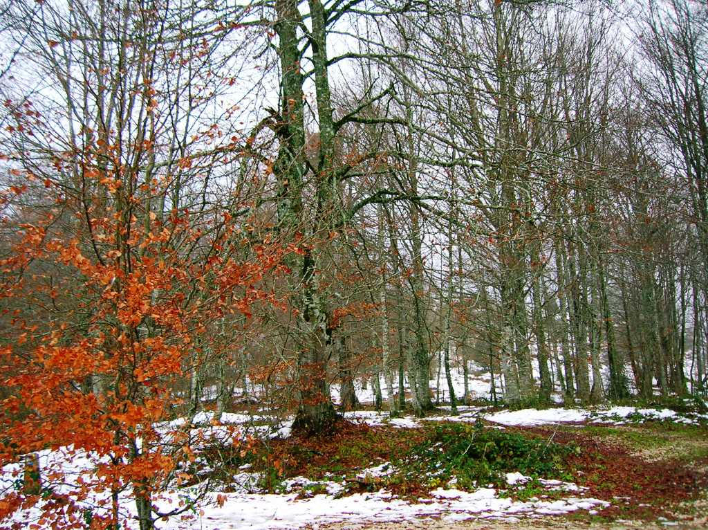 Paisaje de la zona. Roncesvalles.