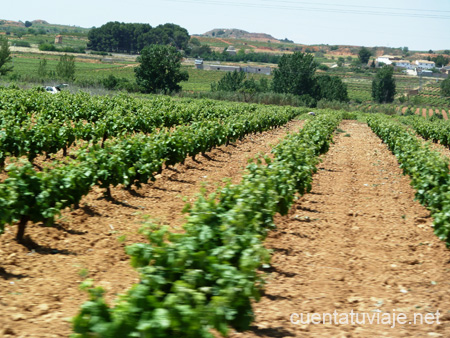 Viñedos en Utiel