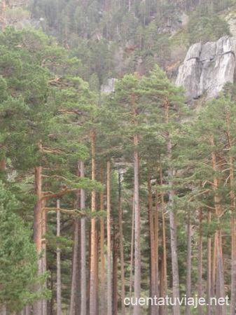 Los Pinares de Vinuesa.